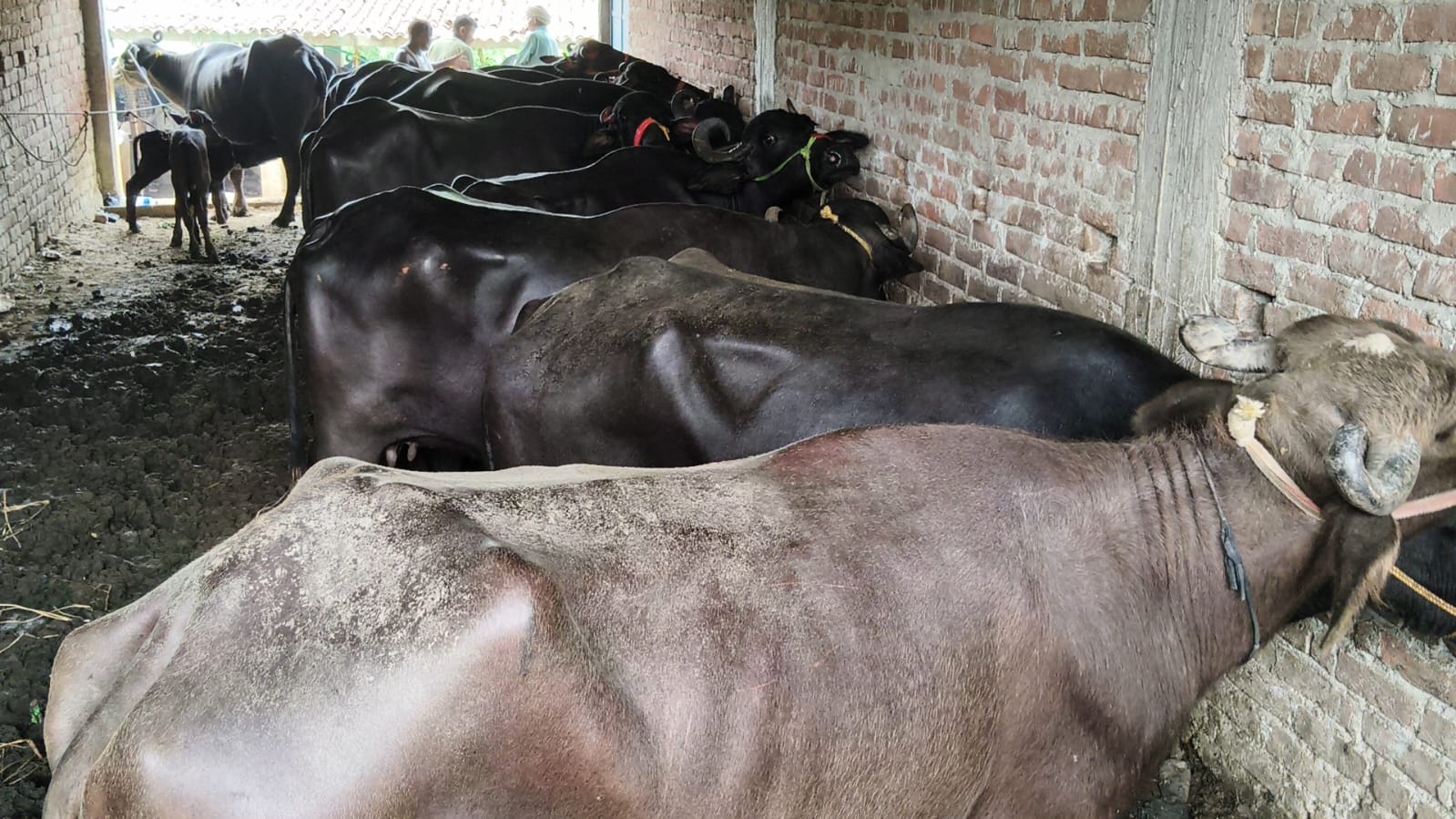 हजारीबाग के जीटी रोड़ पर मवेशियों से लदे 21 ट्रकों को पुलिस ने रोका, बिहार से बंगाल पशुओं को भेजने का दावा 2 WhatsApp Image 2026 08 22 at 11.08.56 AM