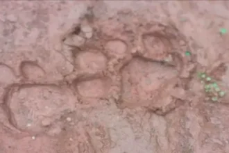 गढ़वा के भंडरिया-रमकंडा के जंगल में बाघ की दस्तक, ग्रामीणों में दहशत, वन विभाग ने जारी किया हाई अलर्ट
