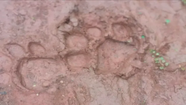 गढ़वा के भंडरिया-रमकंडा के जंगल में बाघ की दस्तक, ग्रामीणों में दहशत, वन विभाग ने जारी किया हाई अलर्ट
