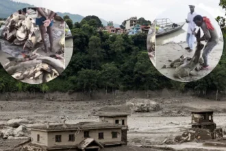 नेपाल से बिहार पहुंची 100-100 किलो की कई 'बाघड़ मछलियां', बाढ़ के पानी में बहकर आई आदमखोर मछली के सेवन पर रोक
