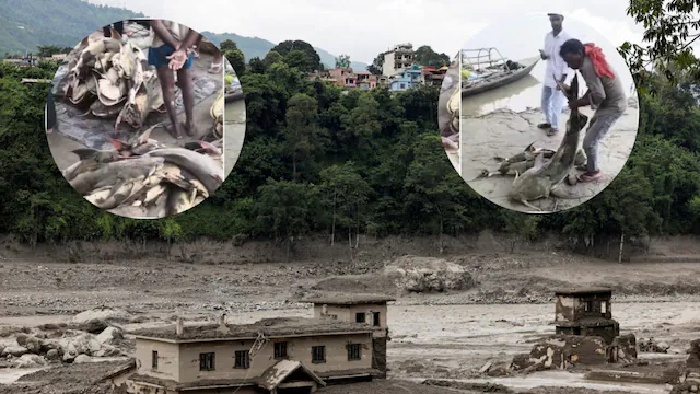 नेपाल से बिहार पहुंची 100-100 किलो की कई 'बाघड़ मछलियां', बाढ़ के पानी में बहकर आई आदमखोर मछली के सेवन पर रोक