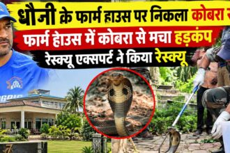 धौनी के फार्म हाउस पर निकला कोबरा सांप, मचा हड़कंप, रेस्क्यू एक्सपर्ट ने किया रेस्क्यू