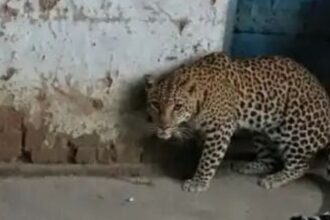 लोहरदगा के कुजरा में रात को दिखा चीता , दहशत में ग्रामीण; वन विभाग ने संभाला मोर्चा