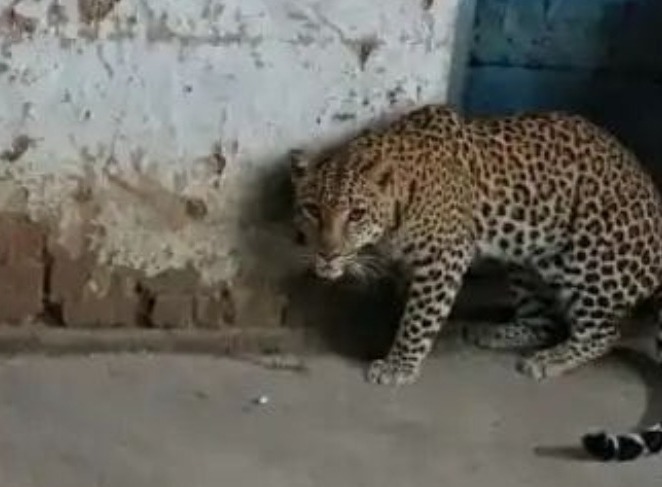 लोहरदगा के कुजरा में रात को दिखा चीता , दहशत में ग्रामीण; वन विभाग ने संभाला मोर्चा