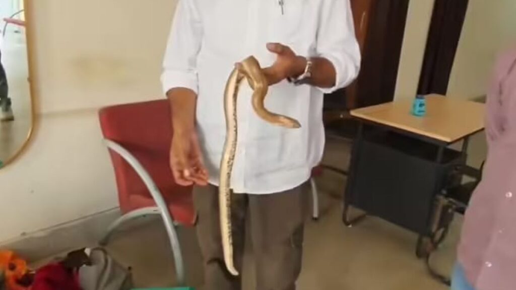 रांची में दुर्लभ रेड सैंड बोआ सांप बरामद, अंतरराष्ट्रीय बाजार में करोड़ों रुपये तक कीमत होने का दावा, रेस्क्यू कर जू भेजा गया