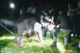 गुमला के बसिया में 19 हाथियों के झुंड को जंगल की ओर भेजा गया, मां से बिछड़े नन्हे हाथियों को मिला परिवार का साथ, वन विभाग ने किया सफल रेस्क्यू