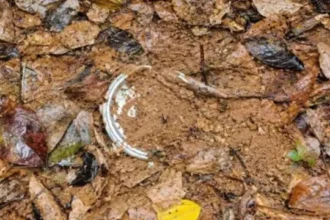 पश्चिमी सिंहभूम के सारंडा में 2 IED बरामद, सुरक्षाबलों ने किए डिफ्यूज